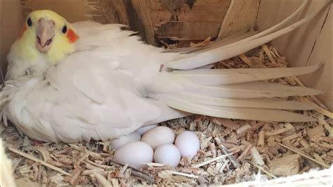 cockatiel eggs how long to hatch|cockatiels laying eggs 1st time.